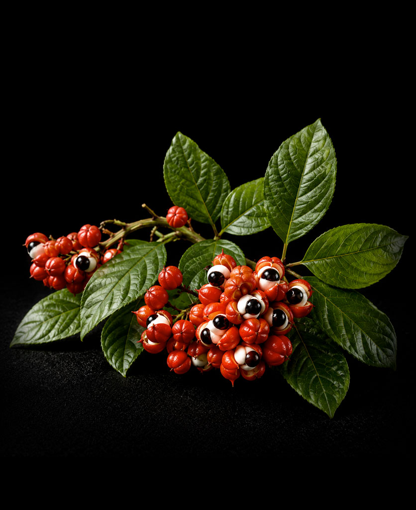 guarana